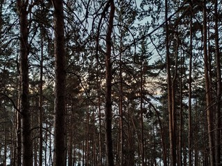 Fototapeta premium trees in forest