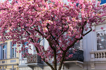 Kirschbäume, Jugendstilhäuser, Frühling