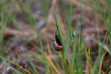 bird in the grass