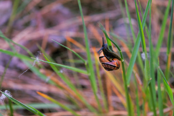  snail on a blade of grass