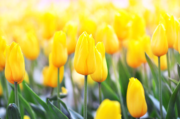 Spring blossoming yellow tulips, bokeh flower background, pastel and soft floral card, shallow DOF,...