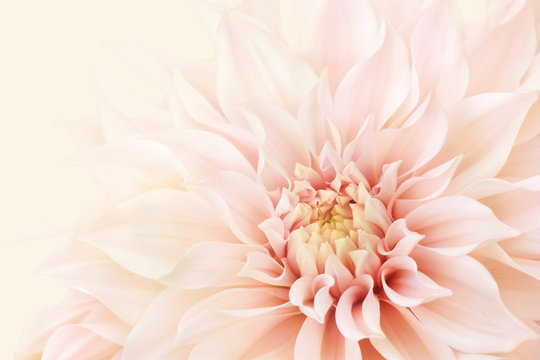 Peach Flower Images – Browse 413,978 Stock Photos, Vectors, and ...