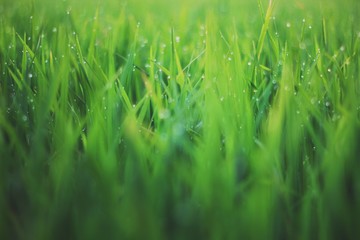 dew on grass