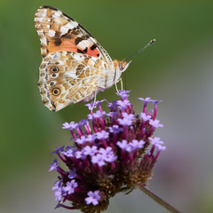 Painted lady on a verbena flower in Summer against green background