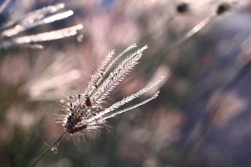 Fototapeta premium frost on grass