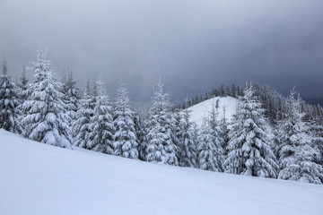 Beautiful landscape on the cold winter foggy morning. High mountain with snow white peaks. Amazing snowy forest. Wallpaper background. Location place Carpathian, Ukraine, Europe.