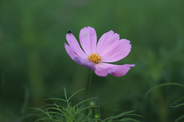 Fototapeta premium Beautiful Cosmos Flower Close up