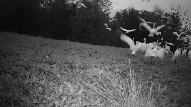 Big Group of White Water Birds (Western Cattle Egret - Bubulcus Ibis) Landing in a Grass Meadow by Night. Black and White Water Animals and Nature FullHD Video.