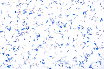 Blue cornflower centaurea dried petals isolated on white background. - obrazy, fototapety, plakaty