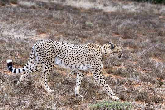 Gepard langsam laufend über Grasland 