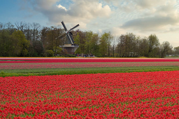 clean the tulips in the Netherlands.