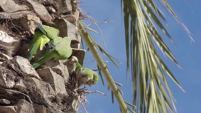 Monks parakeets birds fighting in a palm tree a sunny day