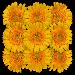 Decorative panel of several yellow gerberas on a black background