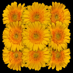 Decorative panel of several yellow gerberas on a black background