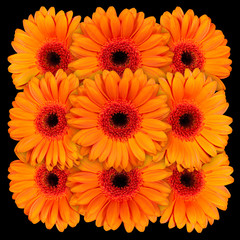 Decorative panel of several yellow gerberas on a black background