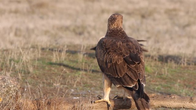 One year old female of Bonelli&acute;s Eagle, Aqula fasciata