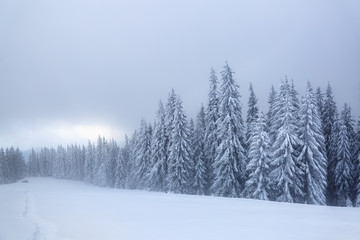 Fototapeta na wymiar Beautiful landscape on the cold winter foggy morning. High mountain with snow white peaks. Amazing snowy forest. Wallpaper background. Location place Carpathian, Ukraine, Europe.