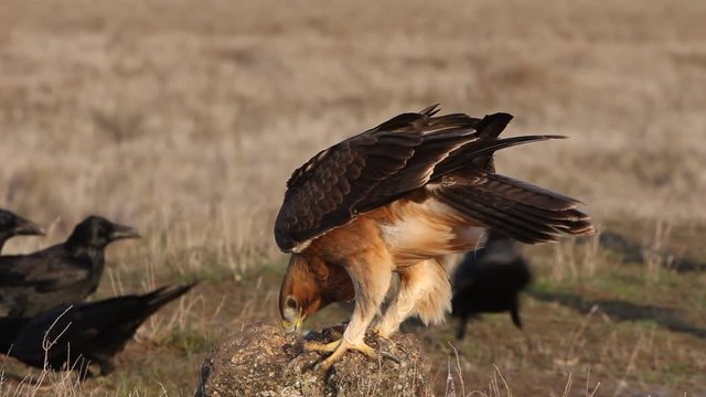 One year old female of Bonelli&acute;s Eagle with the first lights of the morning