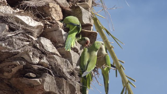 Fight of monks parakeets birds in a palm tree