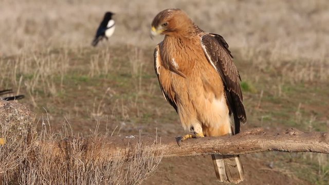 One year old female of Bonelli&acute;s Eagle, Aqula fasciata