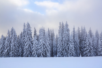 Majestic winter scenery. Mystery forest. Beautiful sunrise. Sun rays lighten up the sky with cloud pink color. Wallpaper background. Location place Carpathian, Ukraine, Europe.