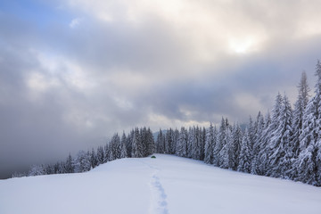 Majestic winter scenery. Mystery forest. On the lawn covered with snow there is a trodden path leading to the trees in the snowdrifts and green tent. Location place Carpathian, Ukraine, Europe.