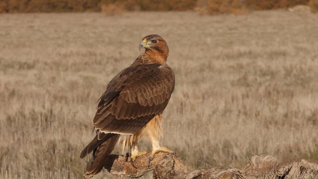 One year old female of Bonelli&acute;s Eagle, Aqula fasciata
