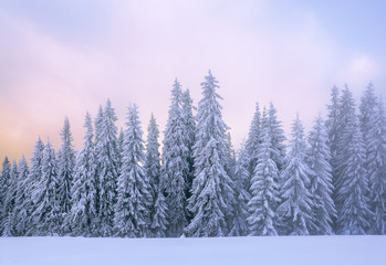 Majestic winter scenery. Mystery forest. Beautiful sunrise. Sun rays lighten up the sky with cloud pink color. Wallpaper background. Location place Carpathian, Ukraine, Europe.