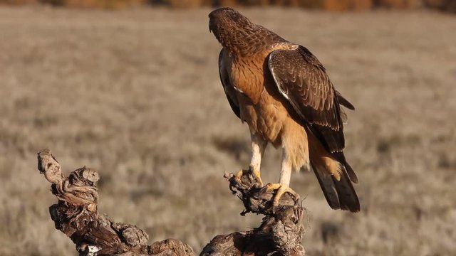 One year old female of Bonelli&acute;s Eagle with de first lights of the morning, Aquila fasciata