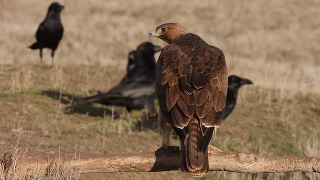 One year old female of Bonelli&acute;s Eagle with the first lights of the morning