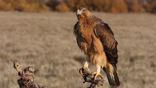 One years old female of Bonelli&acute;s eagle with the first lights in the morning