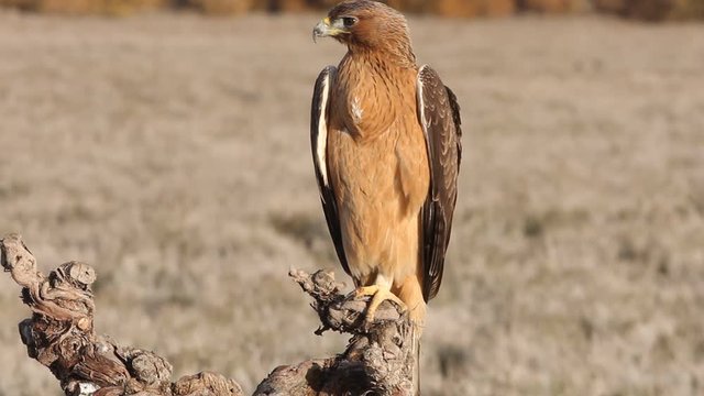 One year old female of Bonelli&acute;s Eagle, Aqula fasciata