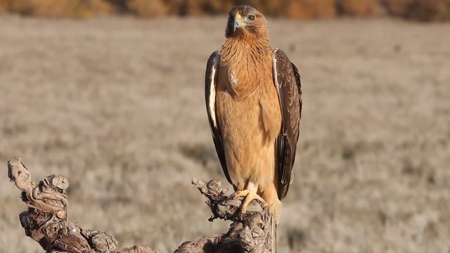 One year old female of Bonelli&acute;s Eagle with the first lights of the morning