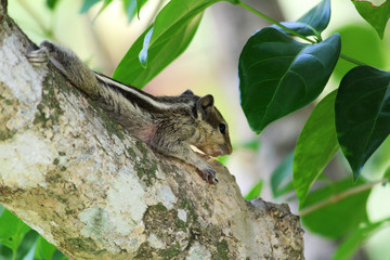 three stripped squirrel resting on a branch of a tree