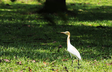 white egret bird in a garden