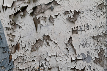 texture of bark of tree