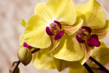Branch of blooming Orchid on abstract light brown background. Yellow with purple flower of Phalaenopsis. Close up.