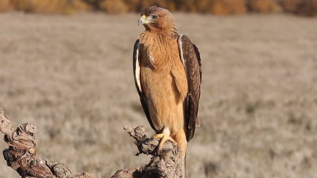 One year old female of Bonelli&acute;s Eagle early morning, birds, raptors, eagles