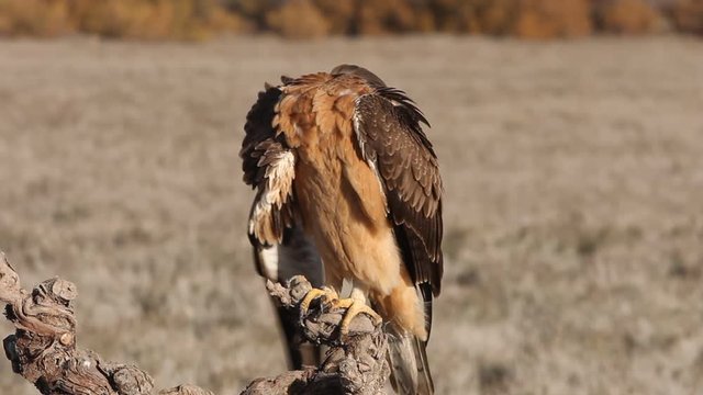 One year old female of Bonelli&acute;s Eagle, raptors, eagles, birdsAquila fasciata
