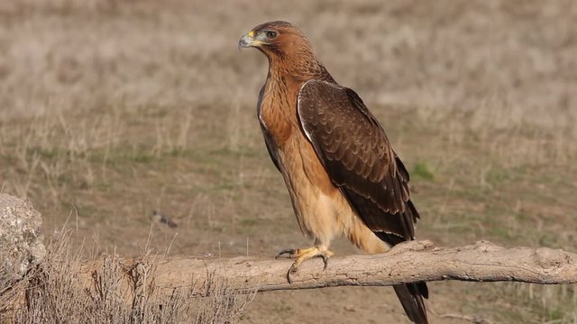 One year old female of Bonelli&acute;s Eagle, Aqula fasciata