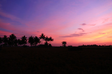 Silhouettes of palm trees at sunset. Bali, Indonesia.