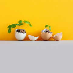 Sprouts in an eggshell. Easter new life concept. Young strawberry sprigs broke the walls of the eggs and reaches for the light. yellow wall gray background, copy space.