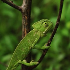 chameleon on a branch