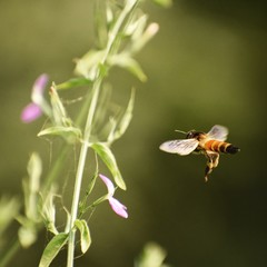 bee on flower
