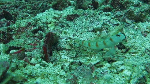 Red margin goby fish stands guard as his companion shrimp cleans and tidies the area in front of their burrow.