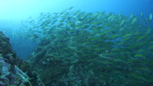 Large school of fusilier fish splitting and darting around a rock to avoid a predator; Gulf of Thailand.