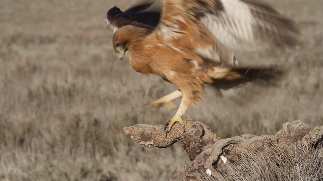 One year old female of Bonelli&acute;s Eagle early morning, birds, raptors, eagles
