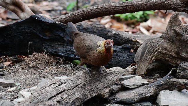 Junglefowl, Phasianus gallus; this female bird is carefully looking around fro predators as it drinks water in the Jungle of Thailand.