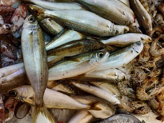 Fototapeta premium fresh fish on the market counter at Ksadasi, Turkey