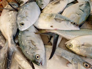 fresh fish on the market counter at Ksadasi, Turkey